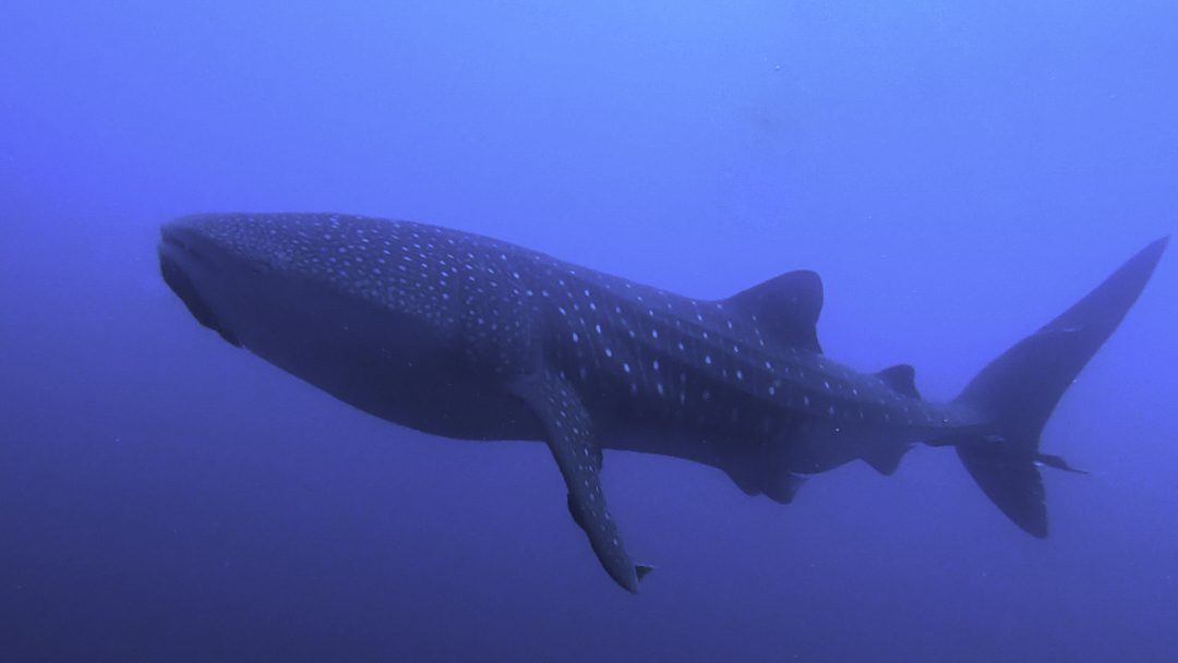 Whale Shark | Ankla Azul