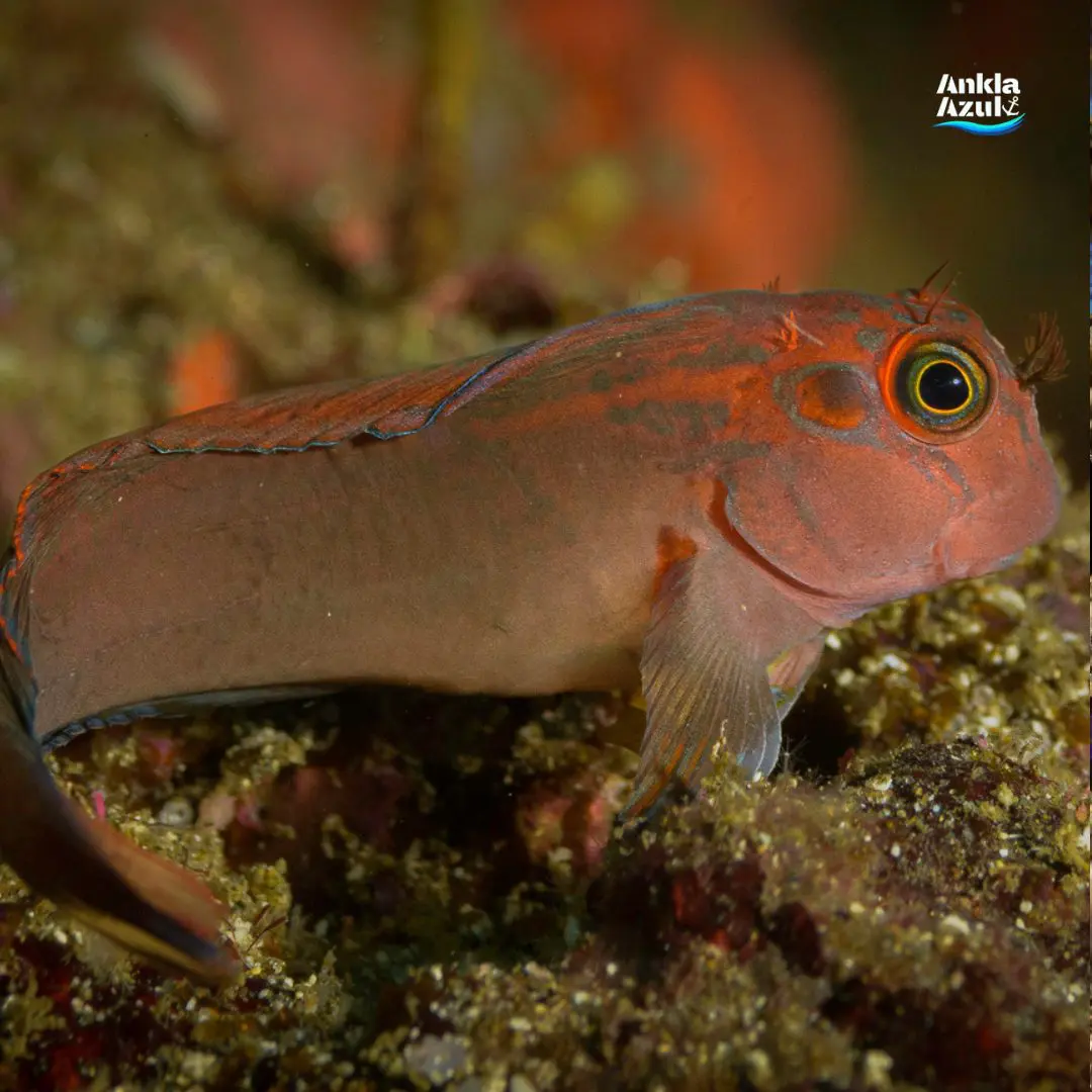Panamic Fanged Blenny Ankla Azul