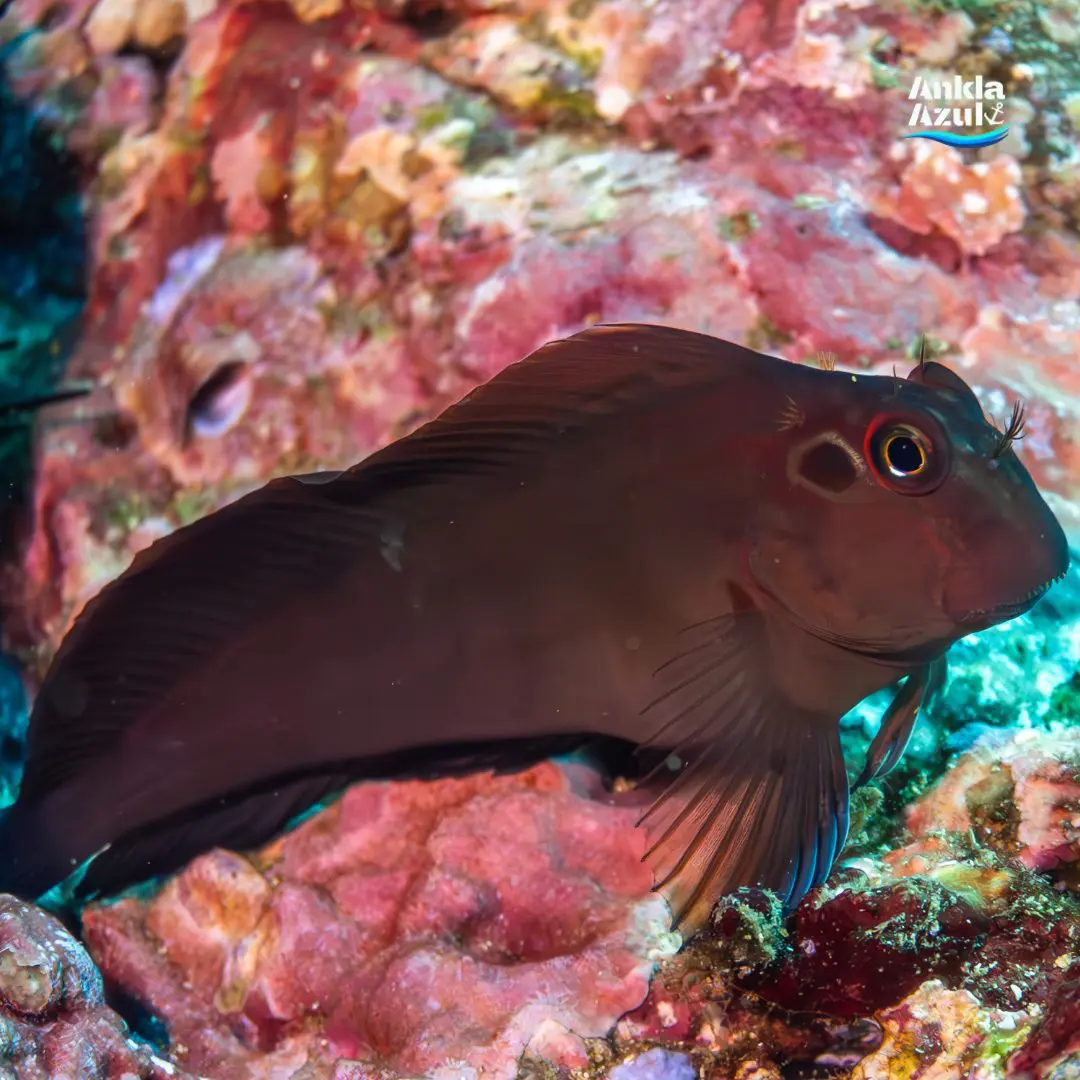 Panamic Fanged Blenny | Ankla Azul