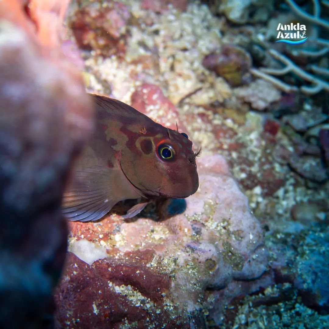 Panamic Fanged Blenny | Ankla Azul