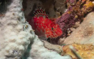 Coral Hawkfish