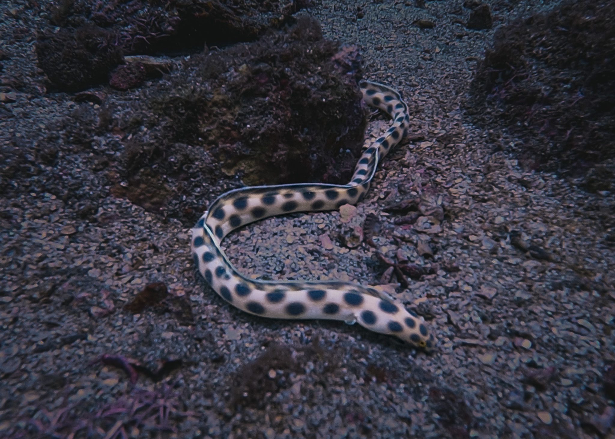 Tiger Snake Eel | Ankla Azul