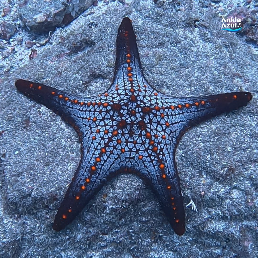 Cortez starfish Ankla Azul