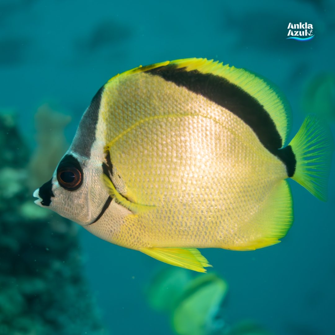Blacknosed butterflyfish