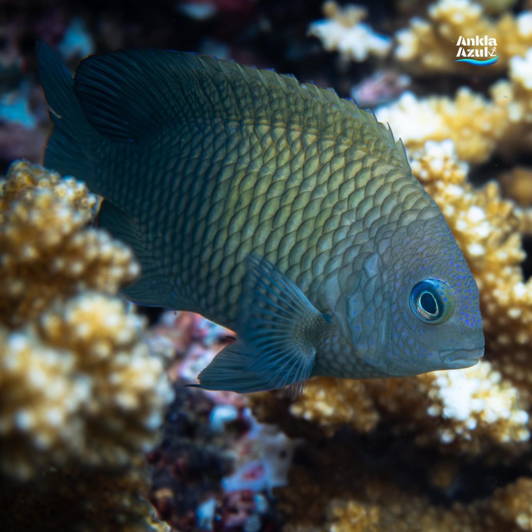 Acapulco damselfish