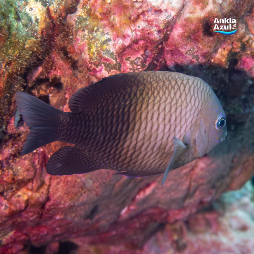 Acapulco damselfish