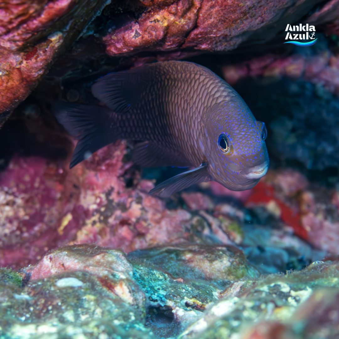 Acapulco damselfish