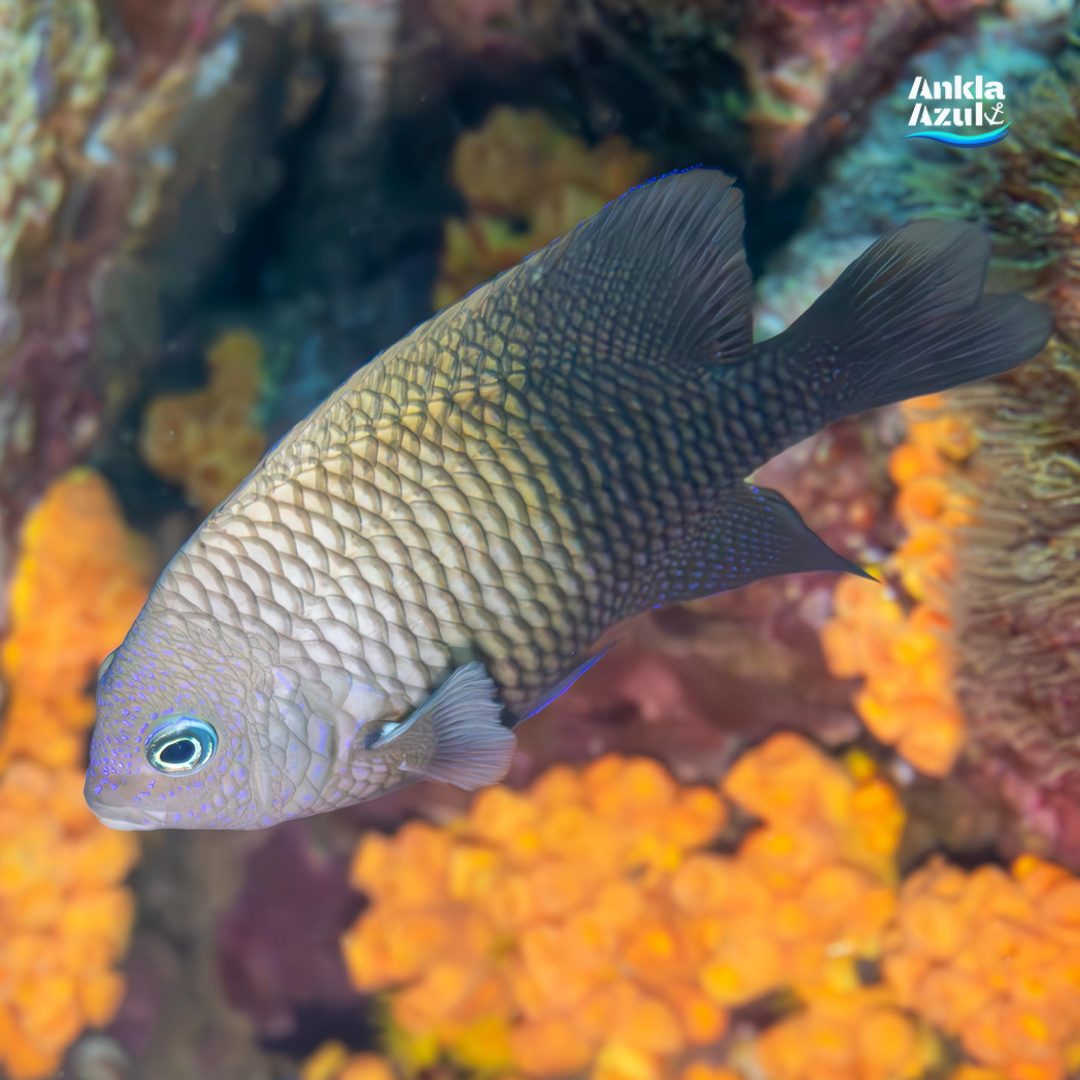 Acapulco damselfish