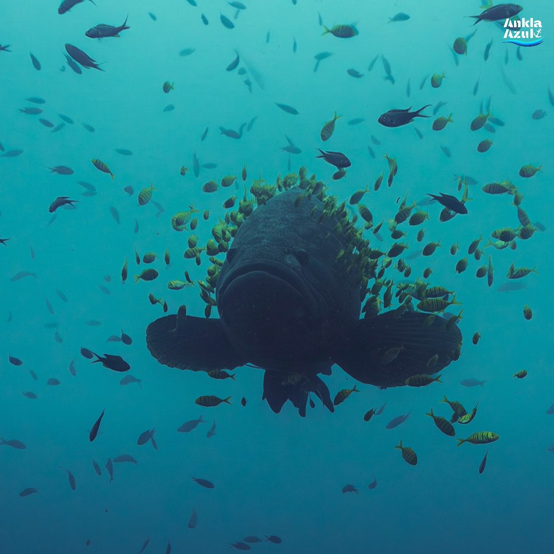 Giant grouper | Ankla Azul