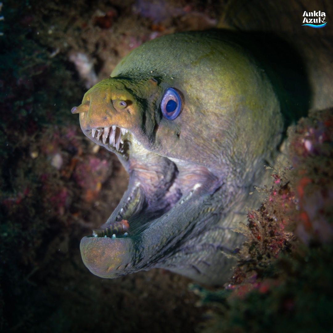 Green moray eel | Ankla Azul