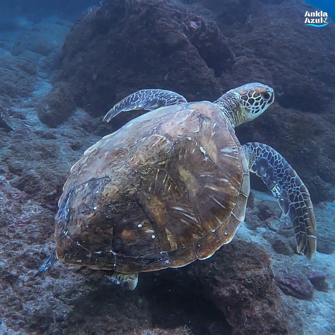 Green Sea Turtle | Ankla Azul
