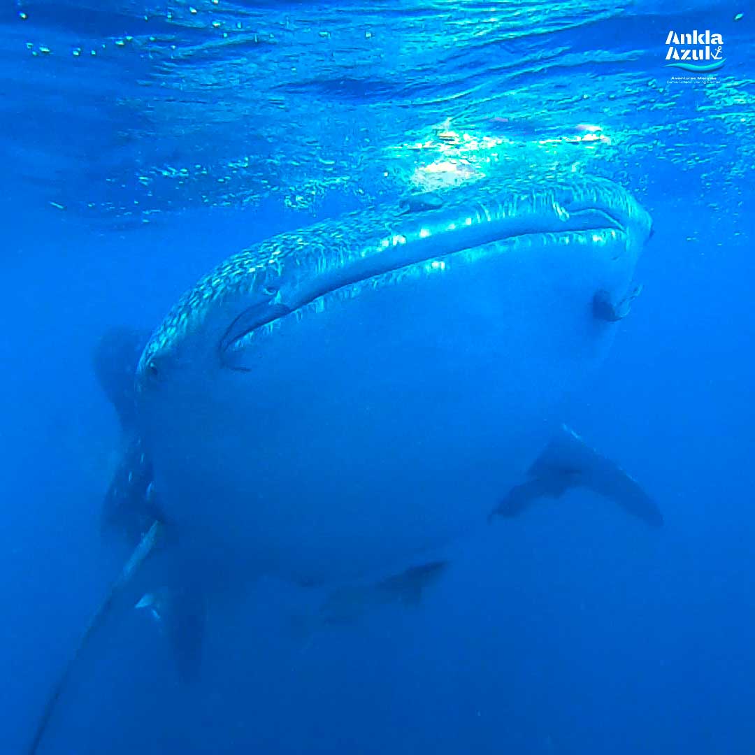 Whale Shark _ Ankla Azul