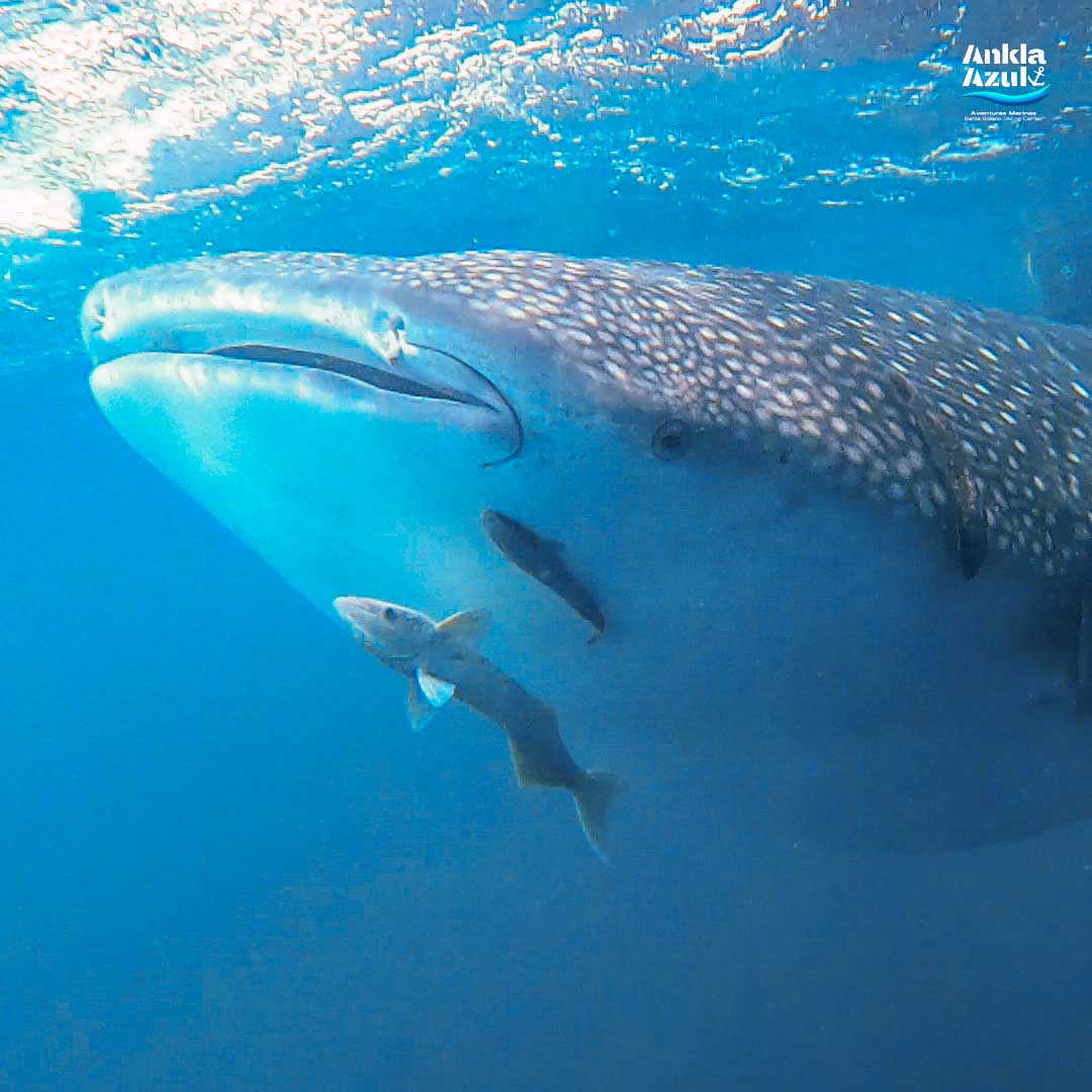 Whale Shark _ Ankla Azul