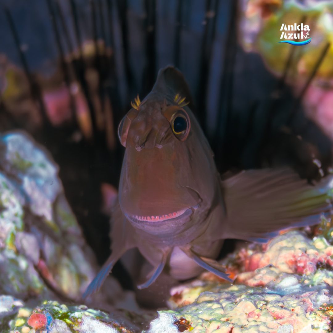 Panamic Fanged Blenny Ankla Azul