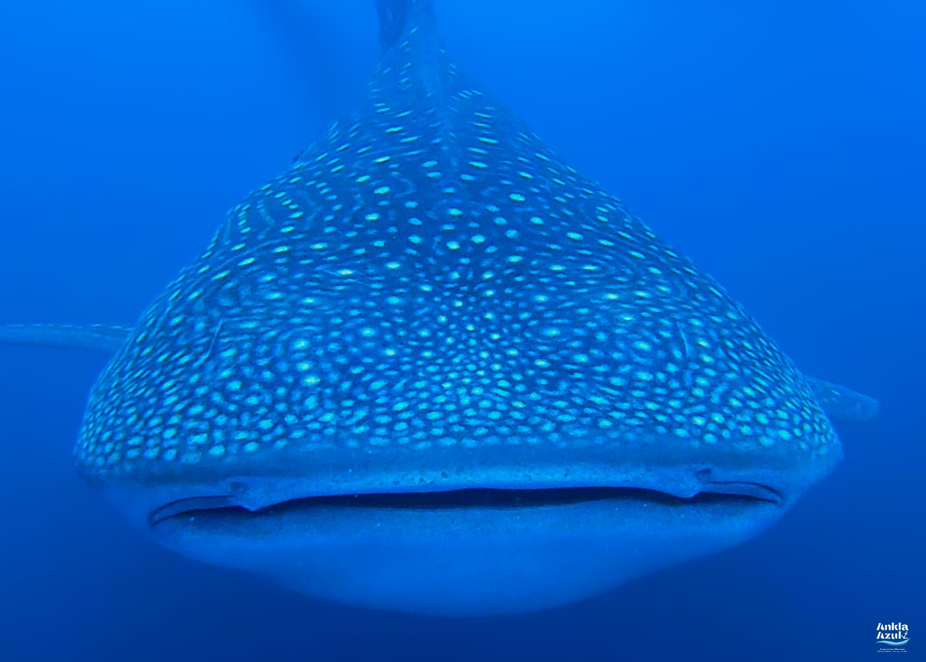 Whale Shark photo | Ankla Azul