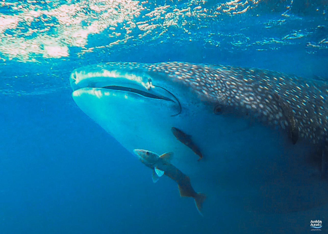 whale shark season photo