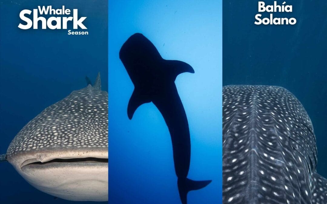 Whale Shark Season In Bahia Solano