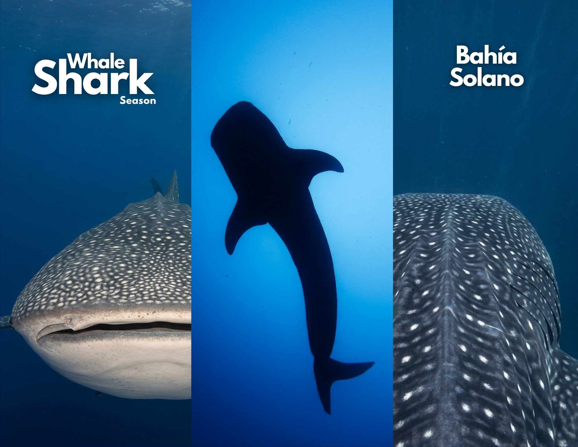 Promotional graphic for Whale Shark Season in Bahía Solano, Colombia, featuring three stunning underwater views of a whale shark in the deep blue.