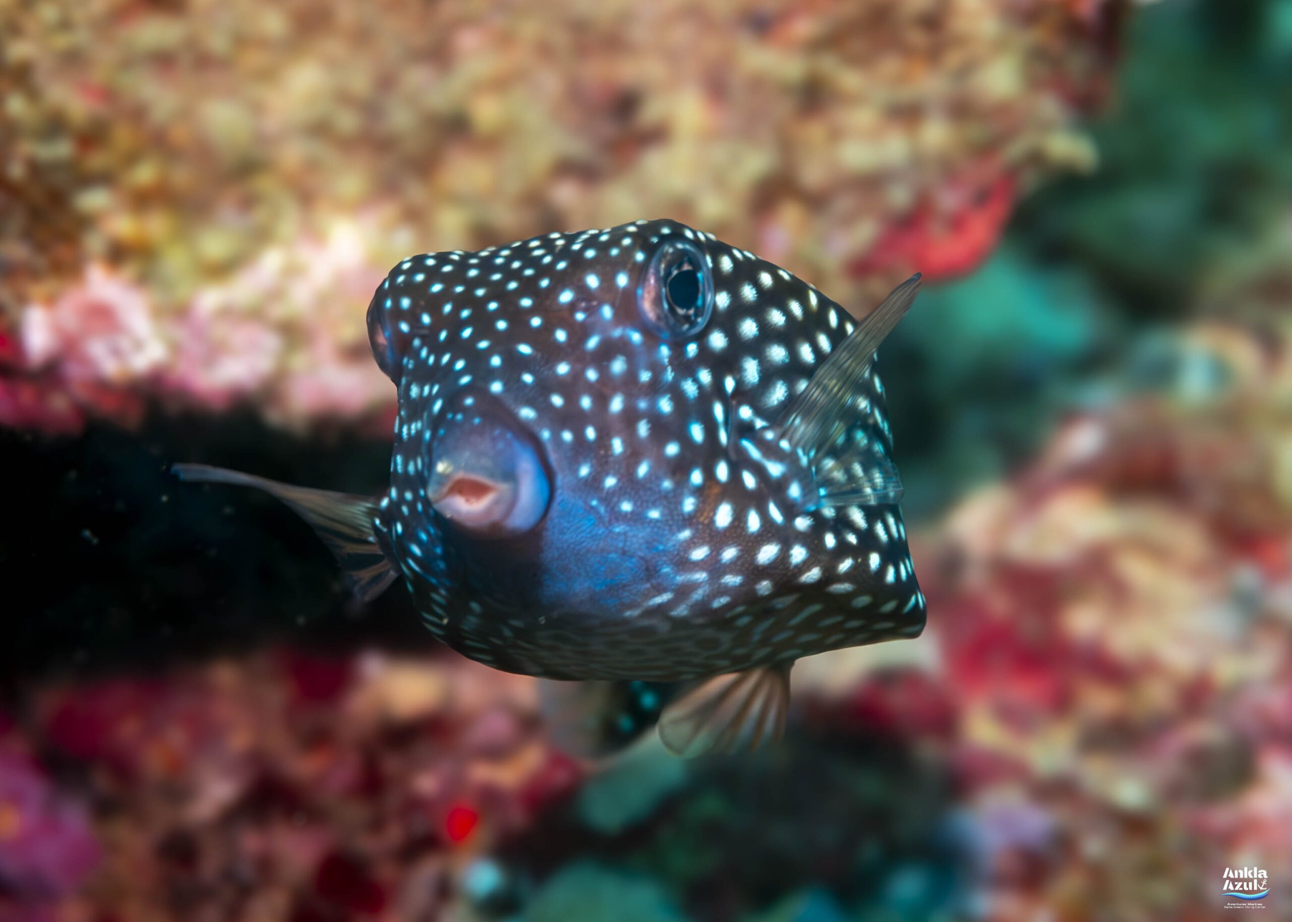photo Spotted boxfish | Ankla Azul