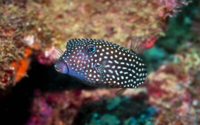 Spotted Boxfish (Female)