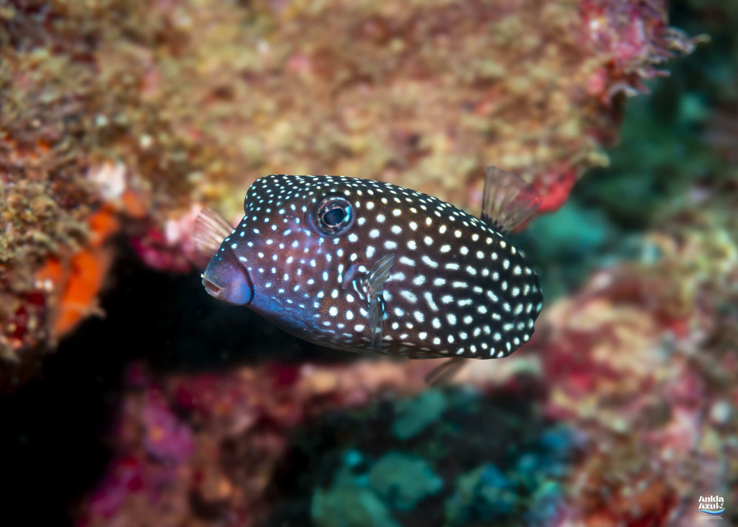 Spotted boxfish | Ankla Azul
