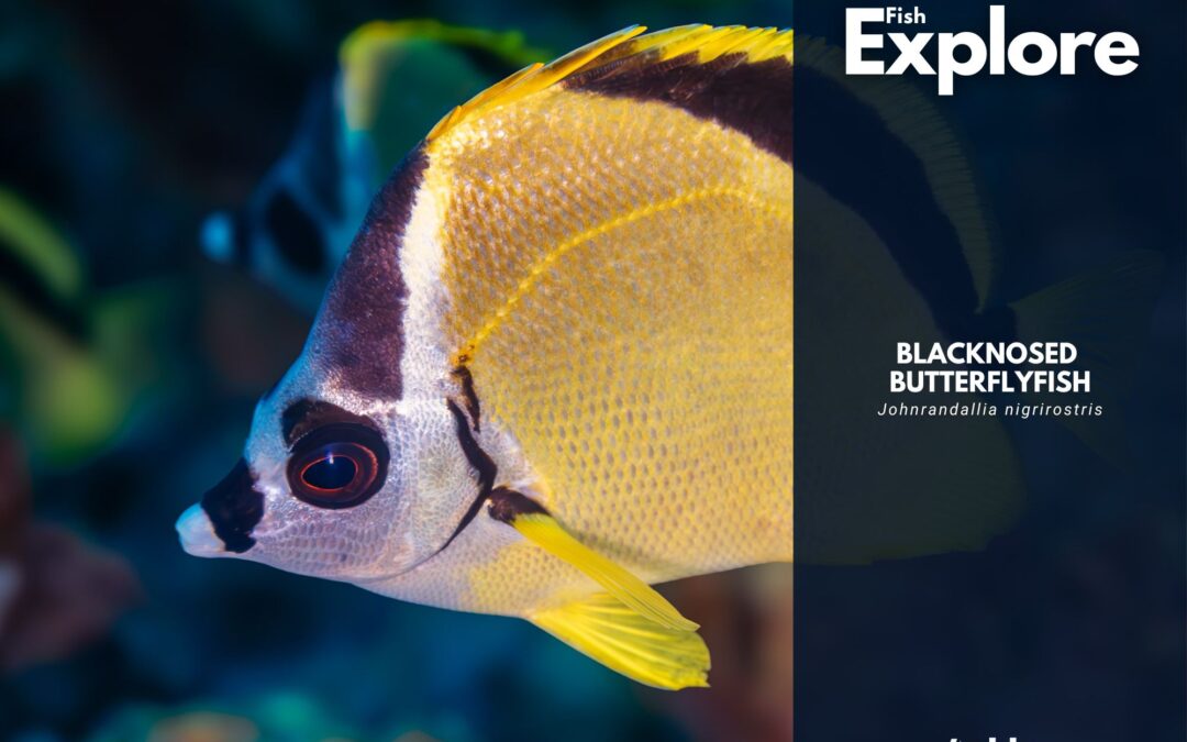 Blacknosed Butterflyfish