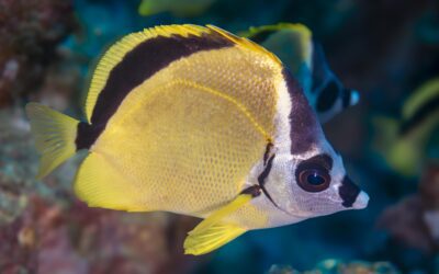 Blacknosed Butterflyfish