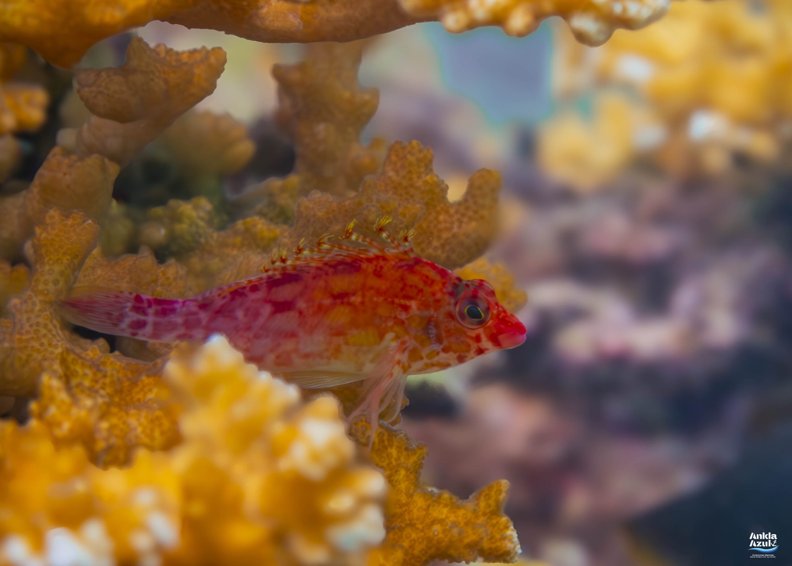 photo of Coral hawkfish | Ankla Azul