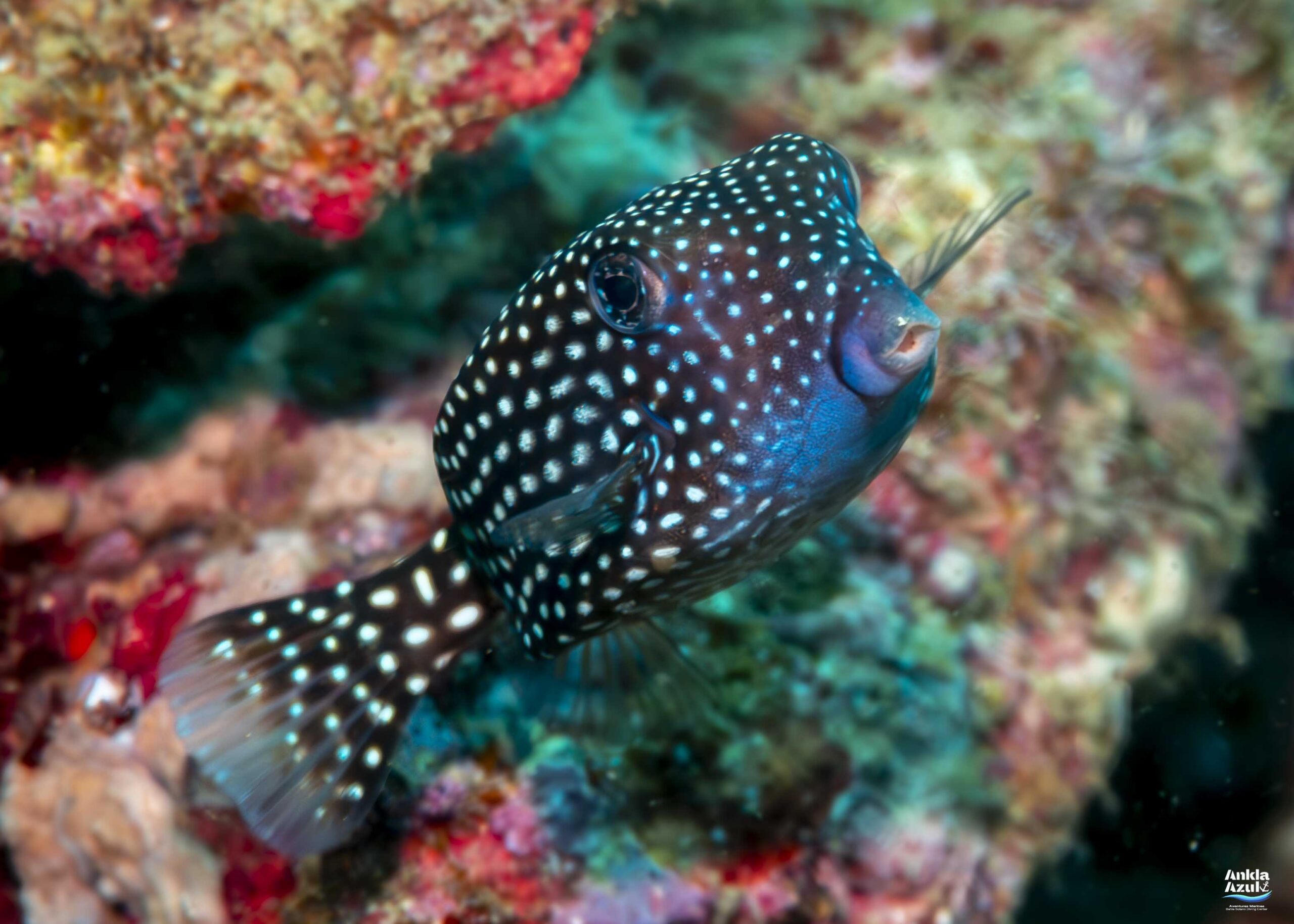 photo 2 Spotted boxfish | Ankla Azul