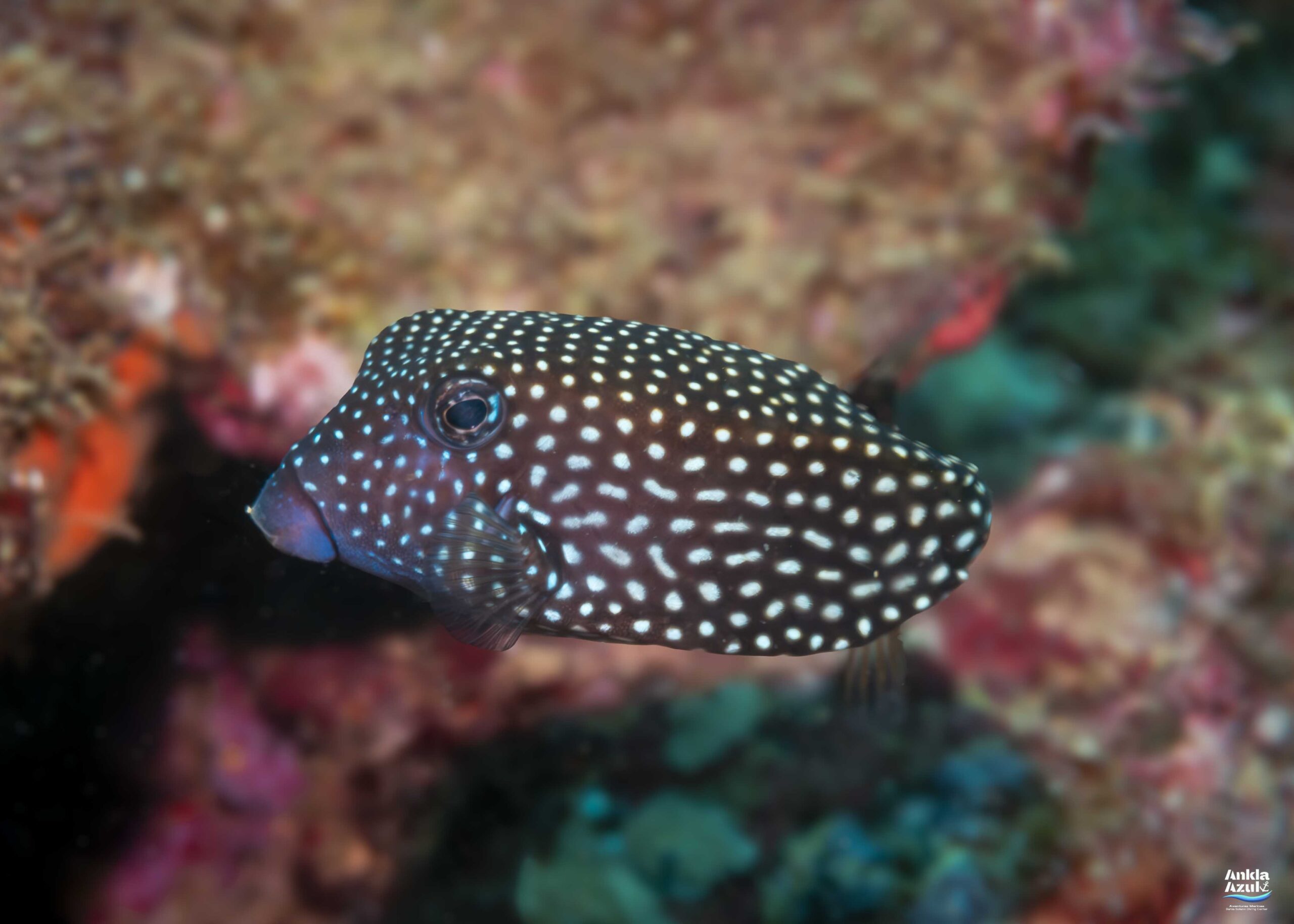 photo 4 Spotted boxfish | Ankla Azul