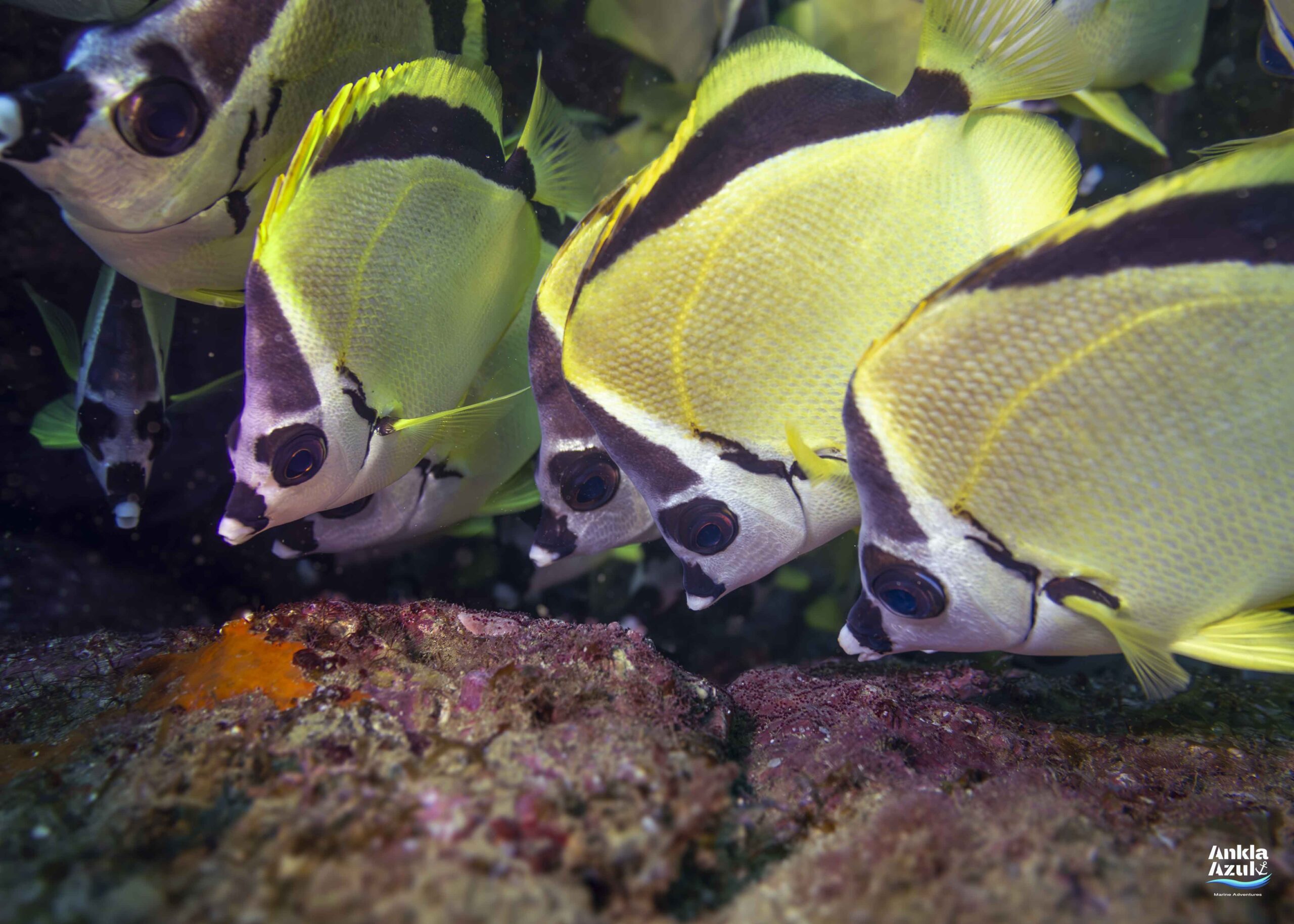 photo blacknosed butterflyfish | Ankla Azul