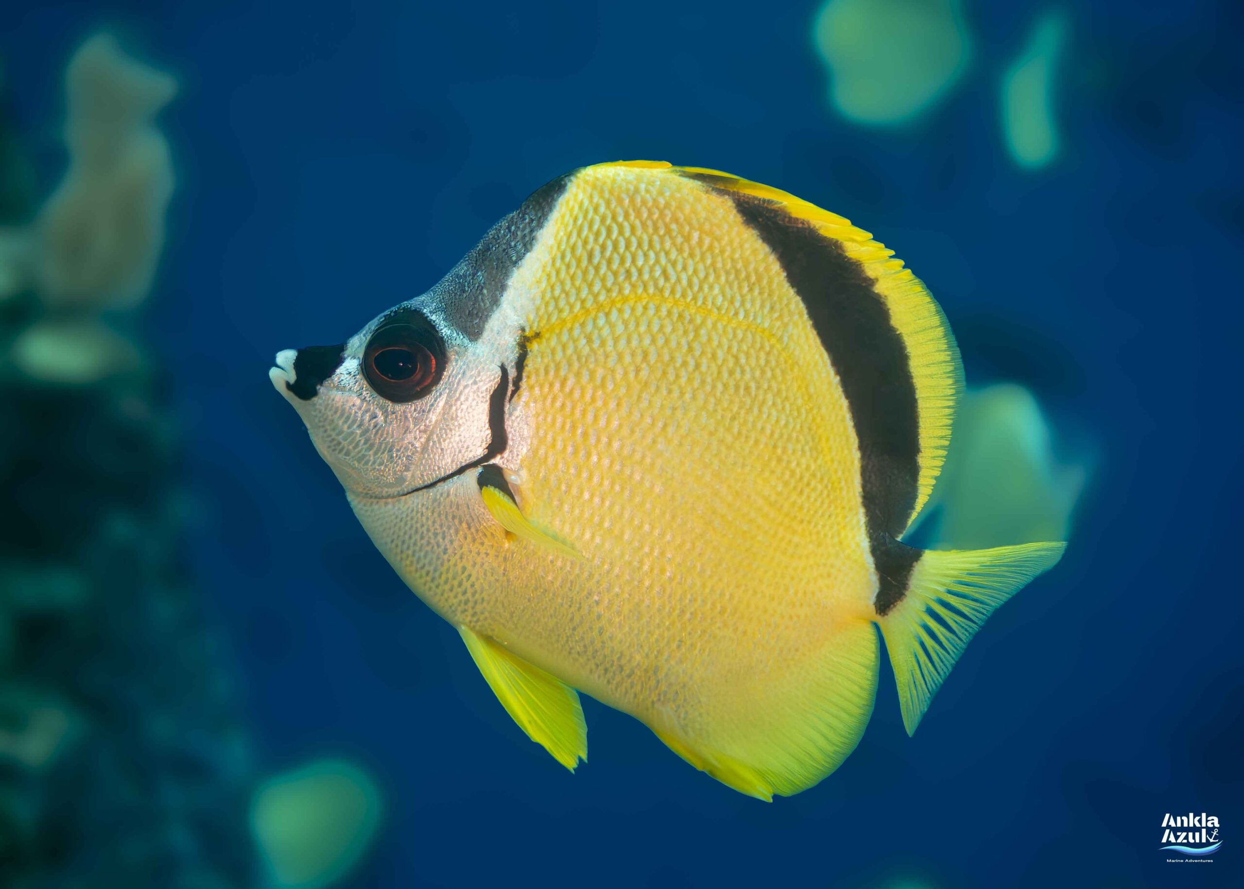 photo blacknosed butterflyfish | Ankla Azul