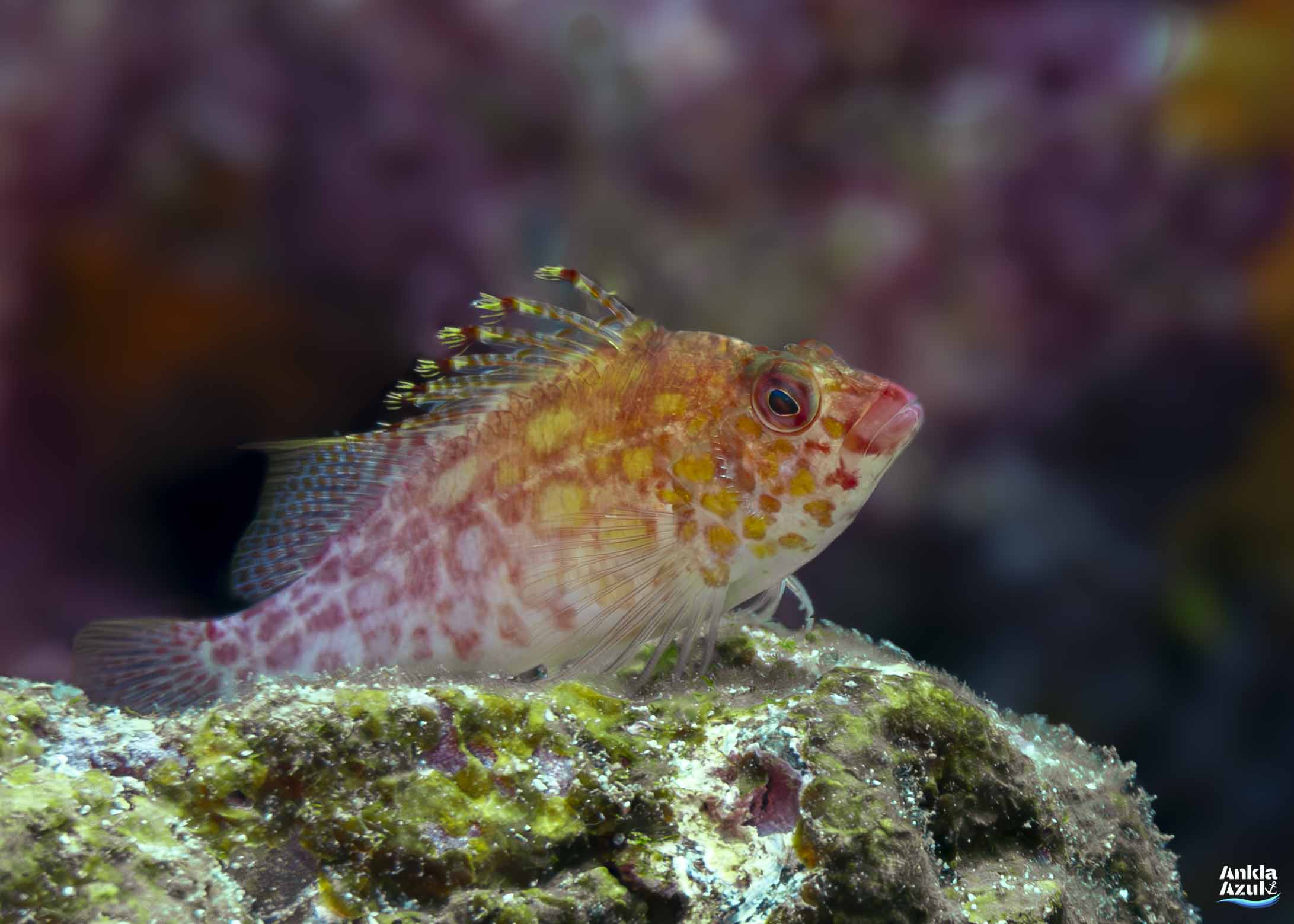 Coral hawkfish  Photo | Ankla Azul
