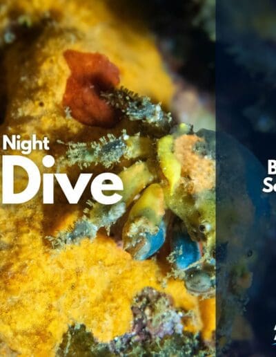 Night Dive Cover