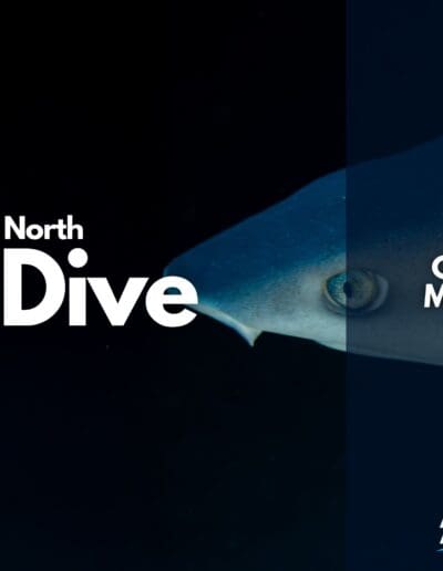North Dive Cover