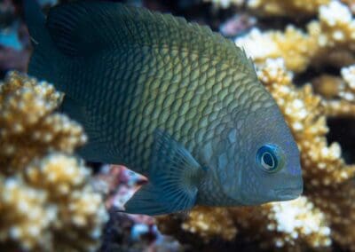 Acapulco damselfish