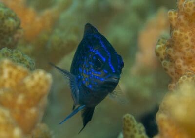 Acapulco damselfish (Juvenile)