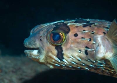 Balloonfish