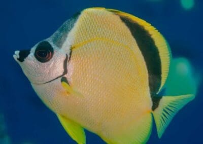 Blacknosed butterflyfish