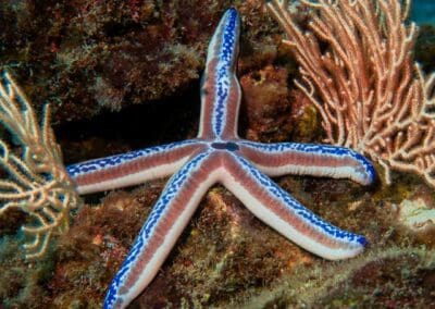 Blue Seastar