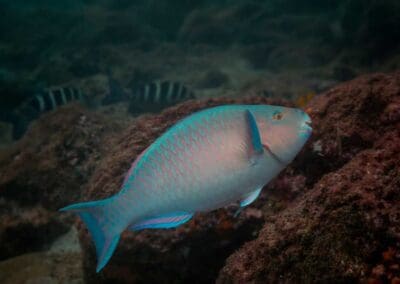 Blue-chin parrotfish