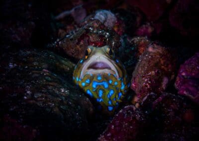 Colorful reef fish at dive site in Bahía Solano