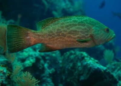 Broomtail Grouper