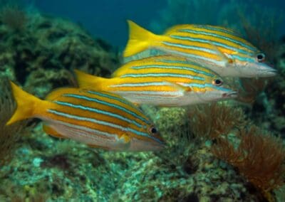 Common bluestripe snapper