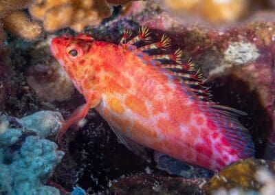 Coral hawkfish