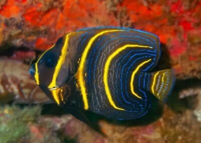 Colorful reef fish at dive site in Bahía Solano