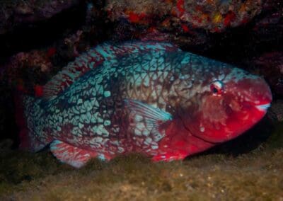Ember Parrotfish