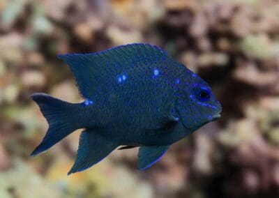 Giant Damselfish