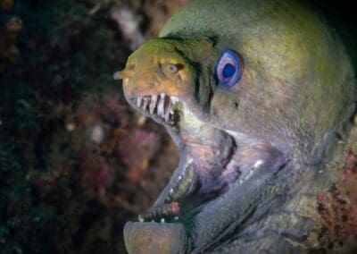 Green moray eel