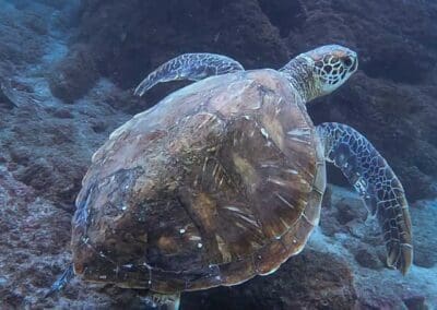 Green sea turtle